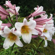 Bulbi Crini -Lilium regale
