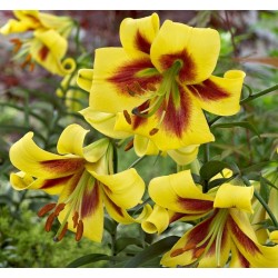 Bulbi Crini inalti -Lilium Robert Swanson