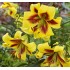 Bulbi Crini inalti -Lilium Robert Swanson
