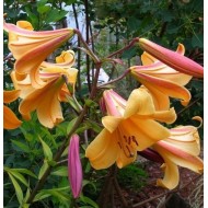 Bulbi Crini -Lilium regale African Queen