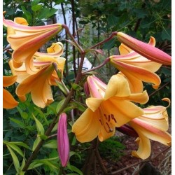 Bulbi Crini -Lilium regale African Queen