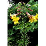 Bulbi Crini -Lilium regale Golden Splendour