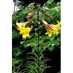 Bulbi Crini -Lilium regale Golden Splendour