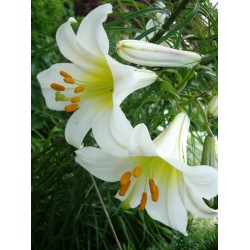 Bulbi Crini -Lilium regale Album