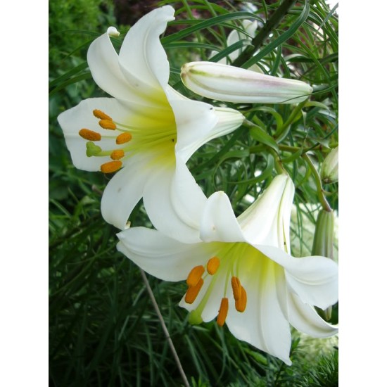 Bulbi Crini -Lilium regale Album