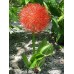 Plante Scadoxus multiflorus -la ghiveci