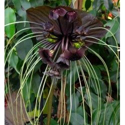Bulbi Tacca chantieri Black Planta Liliac