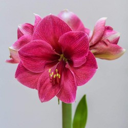 Bulbi Amaryllis  Pink Rival -Crin de camera