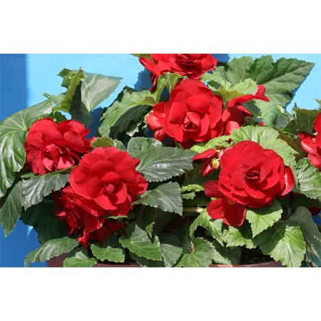 Bulbi Begonia tuberhybrida Double Red