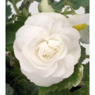 Bulbi Begonia tuberhybrida Double White