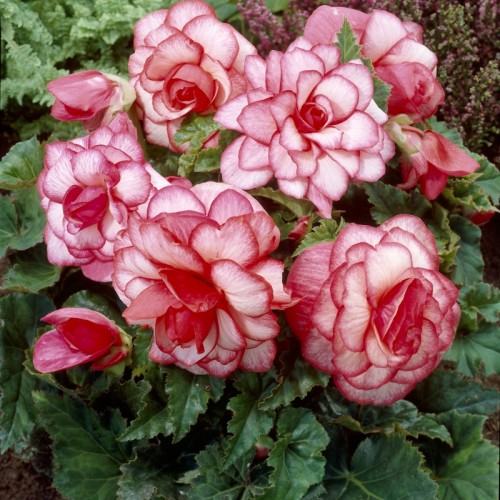 Bulbi Begonia tuberhybrida Bouton de Rose