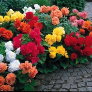 Bulbi Begonia tuberhybrida- Pachet begonia cu floare batuta 9 buc Mix