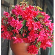 Bulbi Begonia tuberhybrida Pendula Pink