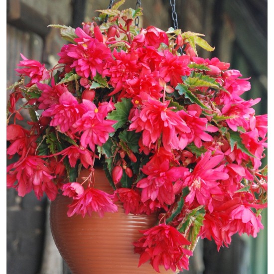 Bulbi Begonia tuberhybrida Pendula Pink
