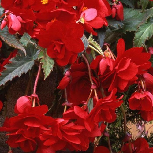 Bulbi Begonia tuberhybrida Pendula Cascade Red