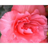 Bulbi Begonia tuberhybrida Double Pink