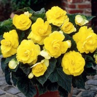 Bulbi Begonia tuberhybrida Double Yellow