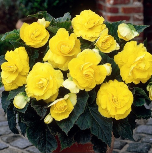 Bulbi Begonia tuberhybrida Double Yellow