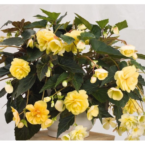 Bulbi Begonia tuberhybrida Pendula Yellow