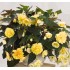 Bulbi Begonia tuberhybrida Pendula Yellow