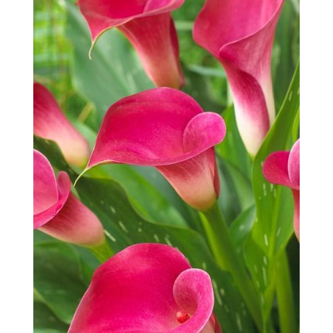 Bulbi Calla (Zantedeschia) Zazu