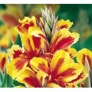 Bulbi Canna inalta Queen Charlotte