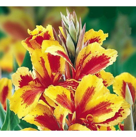 Bulbi Canna inalta Queen Charlotte