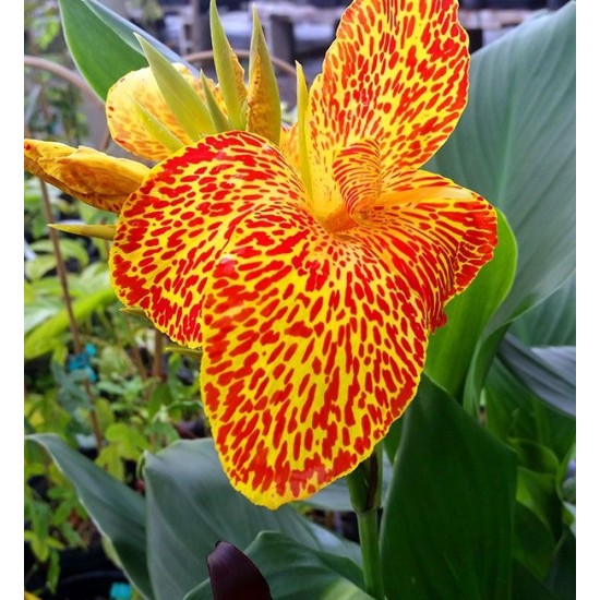 Bulbi Canna inalta Tenerife