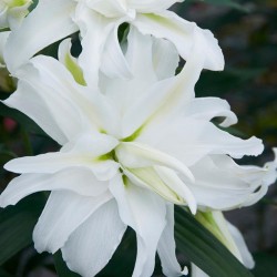 Bulbi Crini inalti (Roselily-Lilium double) Monika