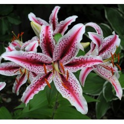 Bulbi Crini inalti -Lilium Dizzy