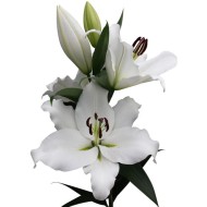 Bulbi Crini inalti -Lilium Casa Blanca