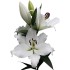 Bulbi Crini inalti -Lilium Casa Blanca
