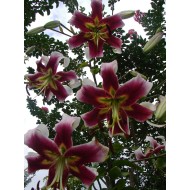 Bulbi Crini inalti -Lilium Leslie Woodriff