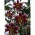 Bulbi Crini inalti -Lilium Leslie Woodriff