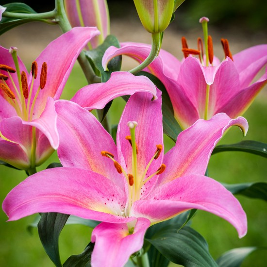 Bulbi Crini inalti -Lilium Mount Cook