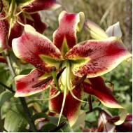 Bulbi Crini inalti -Lilium Scheherezade