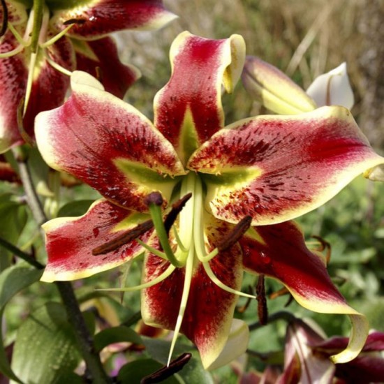 Bulbi Crini inalti -Lilium Scheherezade