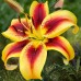 Bulbi Crini inalti -Lilium Viva la Vida -ghiveci cu 3 bulbi