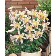 Bulbi Crini pitici-Lilium pot Garden Party