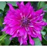 Bulbi Dalia inalta (Dahlia) Purple Fox