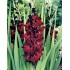 Bulbi Gladiole -Big- Black Star