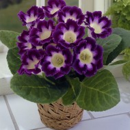 Bulbi Gloxinia hybrida Hollywood