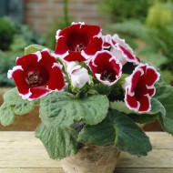 Bulbi Gloxinia hybrida Kaiser Friedrich