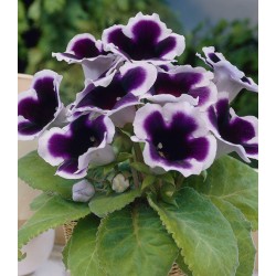 Bulbi Gloxinia hybrida Kaiser Wilhelm
