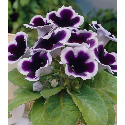 Bulbi Gloxinia hybrida Kaiser Wilhelm