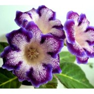 Bulbi Gloxinia hybrida Tigre Blue