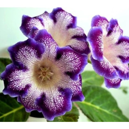 Bulbi Gloxinia hybrida Tigre Blue