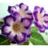 Bulbi Gloxinia hybrida Tigre Blue