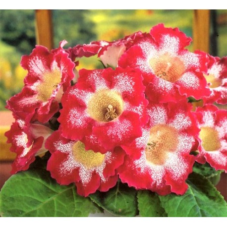 Bulbi Gloxinia hybrida Tigre Red