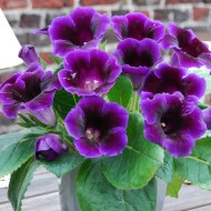 Bulbi Gloxinia hybrida Violacea